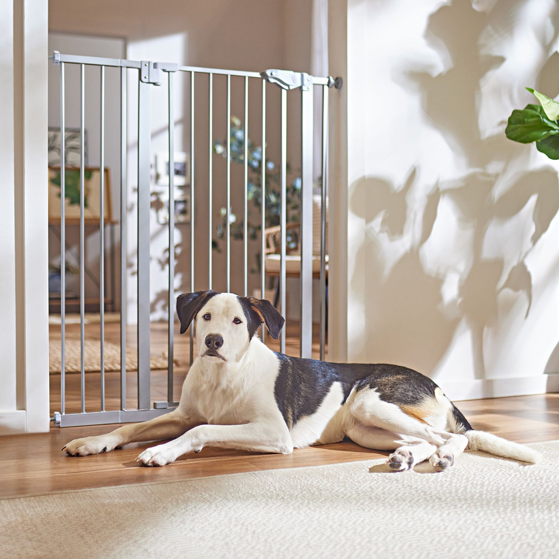 FRISCO Steel Extra Tall Auto-Close Dog Gate, Gray, 40-in