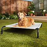Best Elevated Dog Beds