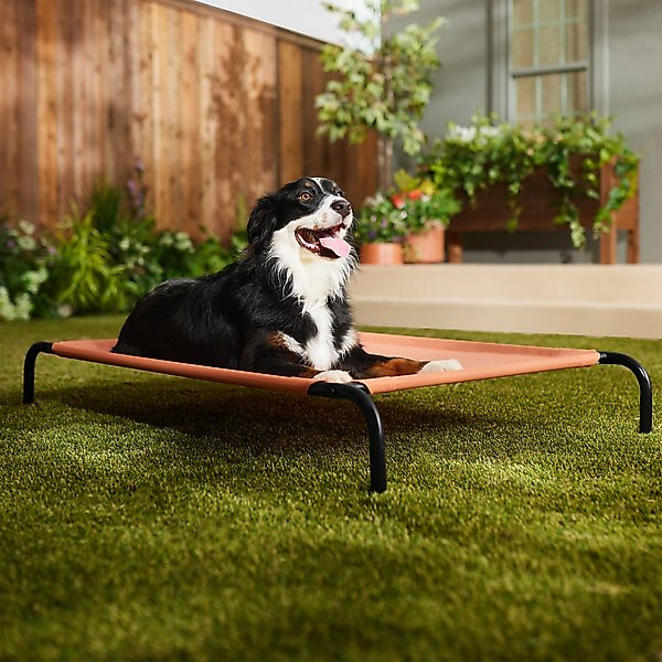 Show full view: Frisco Steel-Framed Elevated Dog Bed, Terracotta, Large slide 1 of 8