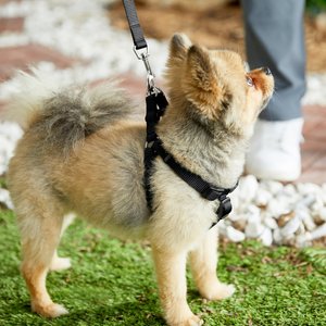 Frisco Step In Back Clip Dog Harness, Black, Small: 18.5 to 25-in chest