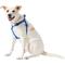 Show in main carousel: Frisco Step In Back Clip Dog Harness, Blue, Medium: 20 to 30-in chest slide 3 of 7