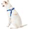 Show in main carousel: Frisco Step In Back Clip Dog Harness, Blue, Medium: 20 to 30-in chest slide 4 of 7