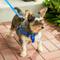 Show in main carousel: Frisco Step In Back Clip Dog Harness, Blue, Medium: 20 to 30-in chest slide 5 of 7