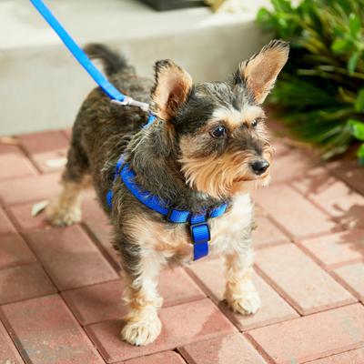 Show full view: Frisco Step In Back Clip Dog Harness, Blue, Medium: 20 to 30-in chest slide 5 of 7