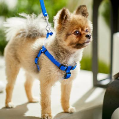 Show full view: Frisco Step In Back Clip Dog Harness, Blue, Small: 16 to 24-in chest slide 6 of 8