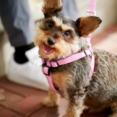 Show full view: Frisco Step In Back Clip Dog Harness, Pink, Medium: 20 to 30-in chest slide 6 of 8