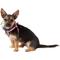 Show in main carousel: Frisco Step In Back Clip Dog Harness, Pink, X-Small: 12 to 18-in chest slide 3 of 7