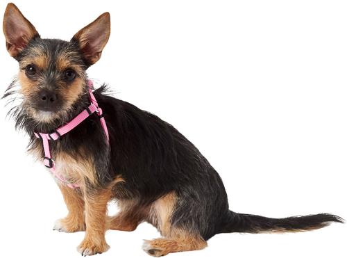 Show full view: Frisco Step In Back Clip Dog Harness, Pink, X-Small: 12 to 18-in chest slide 3 of 7
