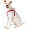 Show in main carousel: Frisco Step In Back Clip Dog Harness, Red, Medium: 20 to 30-in chest slide 3 of 7