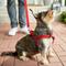 Show in main carousel: Frisco Step In Back Clip Dog Harness, Red, Medium: 20 to 30-in chest slide 5 of 7
