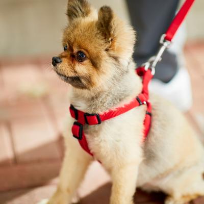 Show full view: Frisco Step In Back Clip Dog Harness, Red, Small: 16 to 24-in chest slide 6 of 8