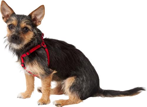 Show full view: Frisco Step In Back Clip Dog Harness, Red, X-Small: 12 to 18-in chest slide 3 of 7
