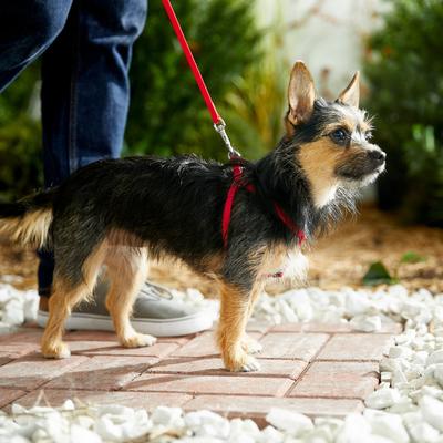 Show full view: Frisco Step In Back Clip Dog Harness, Red, X-Small: 12 to 18-in chest slide 5 of 7