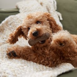 Frisco Stick Nylon Chew Dog Toy for Heavy Chewers, Small slide 2 of 8