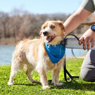 Show full view: Frisco Summer Cooling Pullover Dog Gaitor, Blue, Medium/Large slide 6 of 11