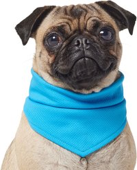 Frisco Summer Cooling Pullover Dog Gaitor, Blue, X-Small/Small