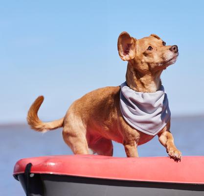 Show full view: Frisco Summer Cooling Pullover Dog Gaitor, Gray, Medium/Large slide 6 of 11