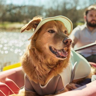 Show full view: Frisco Summer UPF 45 Cooling Dog & Cat Bucket Hat, Light Green, Medium/Large slide 5 of 10