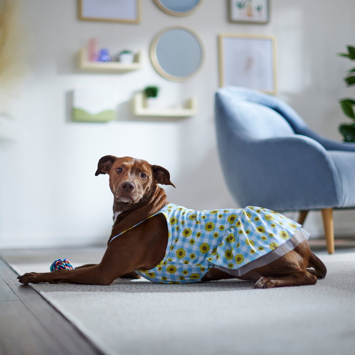 Frisco Sunflower Gingham Dog & Cat Dress