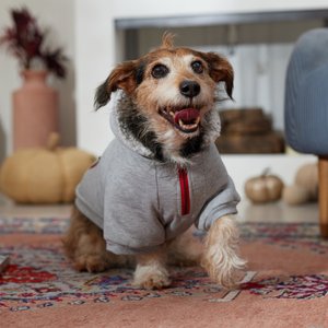 Frisco Sweatshirt Fleece Dog & Cat Hoodie with Sherpa Lining, Large