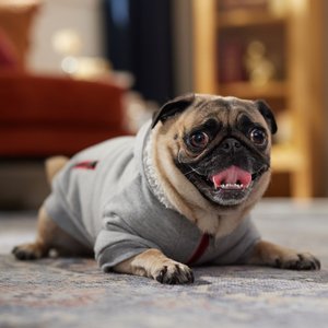 Frisco Sweatshirt Fleece Dog & Cat Hoodie with Sherpa Lining, Small