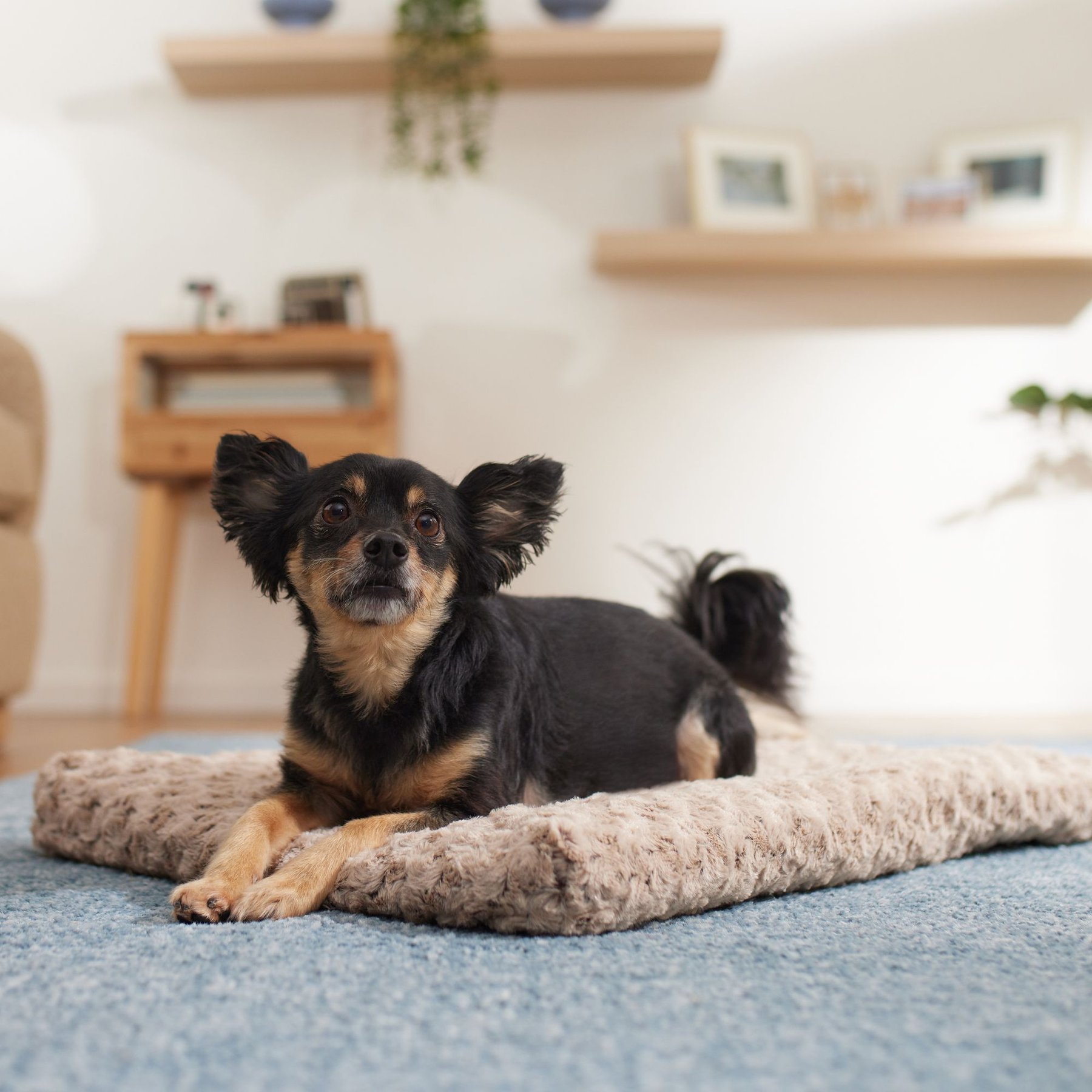 Frisco Swirl Dog Crate Mat, Mocha, 24"