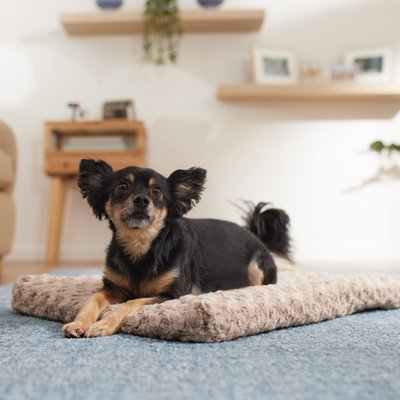 Frisco Frisco Swirl Dog Crate Mat, Mocha, 24"