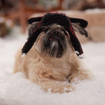 Show full view: Frisco Tartan Plaid Dog & Cat Trapper Hat, Red, X-Small/Small slide 6 of 9