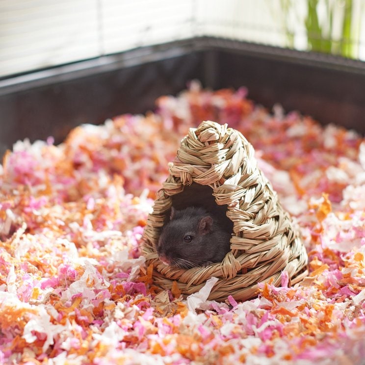 Hamster Tunnels, Beds & Hideouts | Chewy - Mini Hiding Places For Hamster Stress Relief