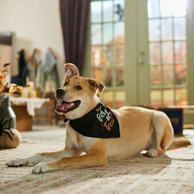Show full view: Frisco Trick or Treat Dog & Cat Bandana Costume, Halloween Black, X-Small/Small slide 5 of 8