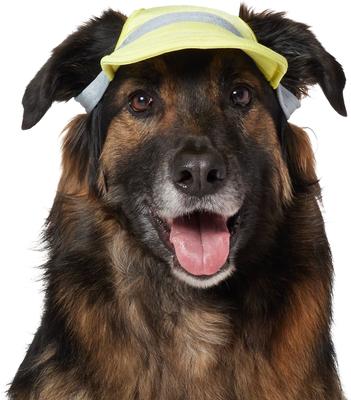 Show full view: Frisco UPF 50+ Colorblock Dog & Cat Cap, Lime, X-Large/XX-Large slide 1 of 7