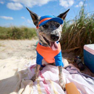 Show full view: Frisco UPF 50+ Colorblock Dog & Cat Cap, Red, X-Small/Small slide 5 of 7