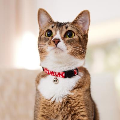Show full view: Frisco Valentine's Heart Printed Cat Collar, 8 to 12-in neck, 3/8-in wide slide 7 of 10