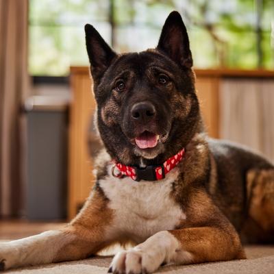 Show full view: Frisco Valentine's Heart Printed Dog Collar, Large/X-Large slide 7 of 10