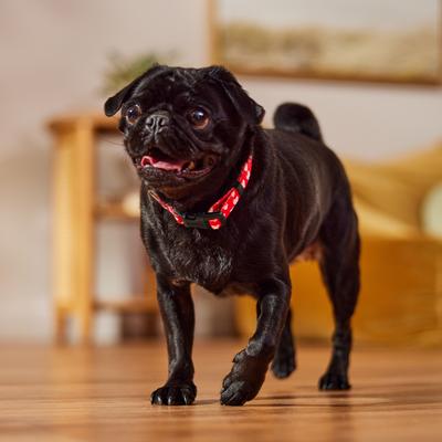 Show full view: Frisco Valentine's Heart Printed Dog Collar, Medium slide 6 of 9