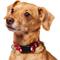 Show in main carousel: Frisco Valentine's Heart Printed Dog Collar, Small slide 3 of 9