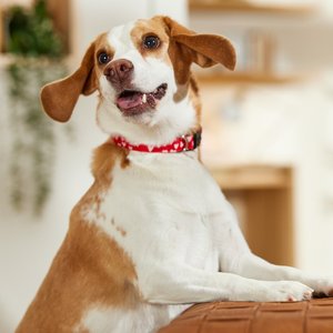 Frisco Valentine's Heart Printed Dog Collar, S: 10 to 14-in neck, 5/8-in wide