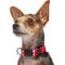 Show in main carousel: Frisco Valentine's Heart Printed Dog Collar, X-Small slide 3 of 9
