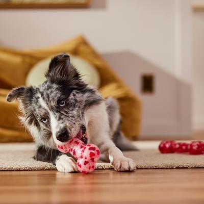 Show full view: Frisco Valentine Hearts TPR Bone Squeaky Dog Toy, Medium/Large, 2 count slide 5 of 7