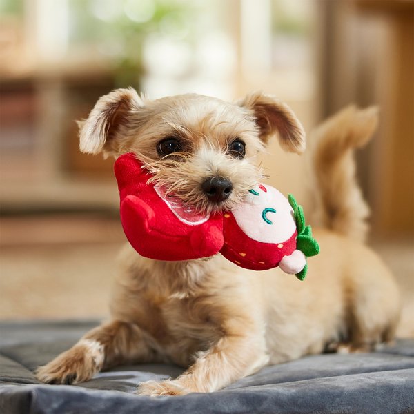Frisco Valentine Strawberry Bear Plush Squeaky Dog Toy