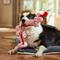 Show in main carousel: Frisco Valentine XOXO Plush with Rope Squeaky Dog Toy, Large slide 4 of 6
