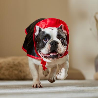 Show full view: Frisco Vampire Cape Dog & Cat Costume, Medium/Large slide 5 of 9