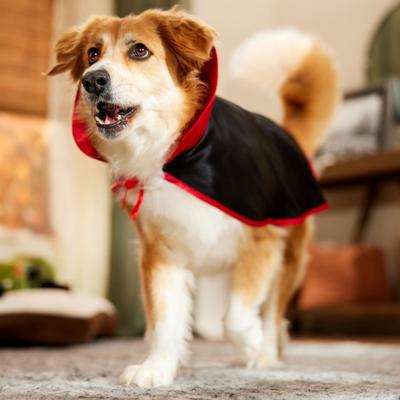 Show full view: Frisco Vampire Cape Dog & Cat Costume, X-Large/XX-Large slide 5 of 9