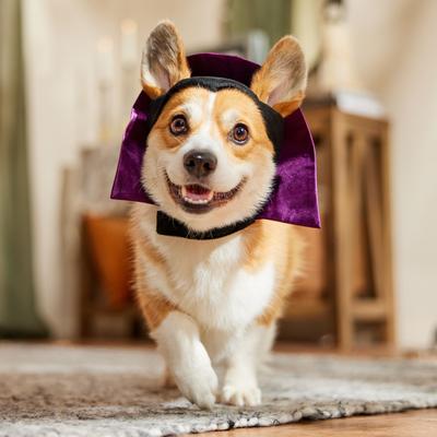 Show full view: Frisco Vampire Dog & Cat Costume Accessory, Medium/Large slide 6 of 9