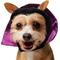 Show in main carousel: Frisco Vampire Dog & Cat Costume Accessory, X-Small/Small slide 2 of 10