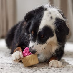 Frisco Vanilla Flavored Cupcake Rubber Chew Dog Toy for Heavy Chewers, Large/X-Large slide 2 of 7