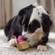 Show in main carousel: Frisco Vanilla Flavored Cupcake Rubber Chew Dog Toy for Heavy Chewers, Large/X-Large slide 5 of 9