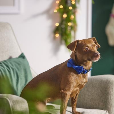 Show full view: Frisco Velvet Dog Collar With Removable Velvet Bow, Blue, SM - Neck: 10-14-in, Width: 5/8-in slide 6 of 7