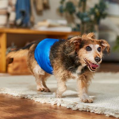 Show full view: Frisco Washable Dog Diaper Male Wraps, Large, 3 count slide 5 of 8