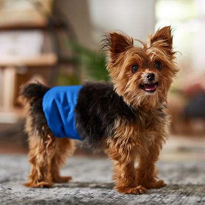 Show full view: Frisco Washable Dog Diaper Male Wraps, X-Small, 3 count slide 4 of 7